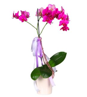Orkide Sipariþi /Mor Orkide